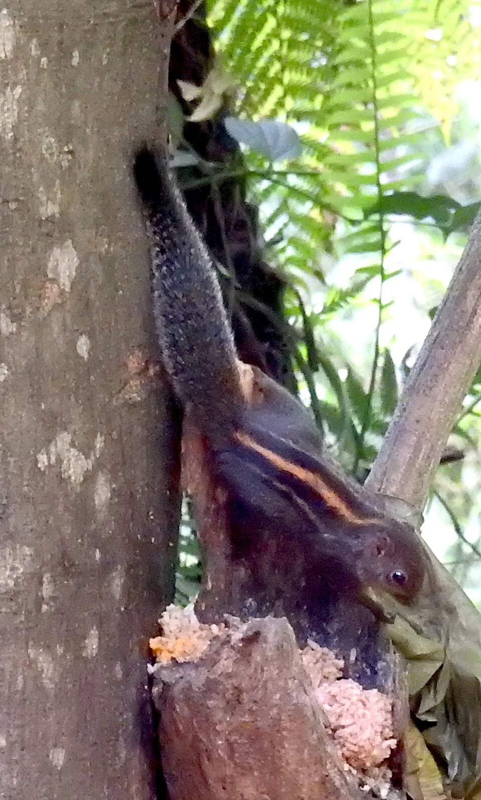 Funambulus layardi