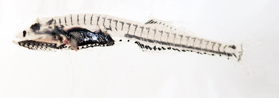 Showy bristlemouth collected off the coast of San Diego, USA 2026