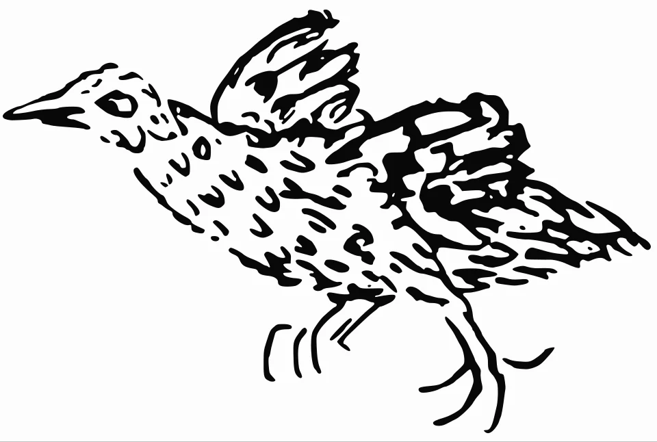 Drawing of the Ascension crake by Peter Mundy in 1656 on his visit to Ascension Island. This appears to be the original version of the drawing as it has sourcing. The one uploaded earlier is clearly distinct in some details, but has the same overall pose, and appears to be derived from this one. Vectorised as the image in the pdf had blurs around parts of the image