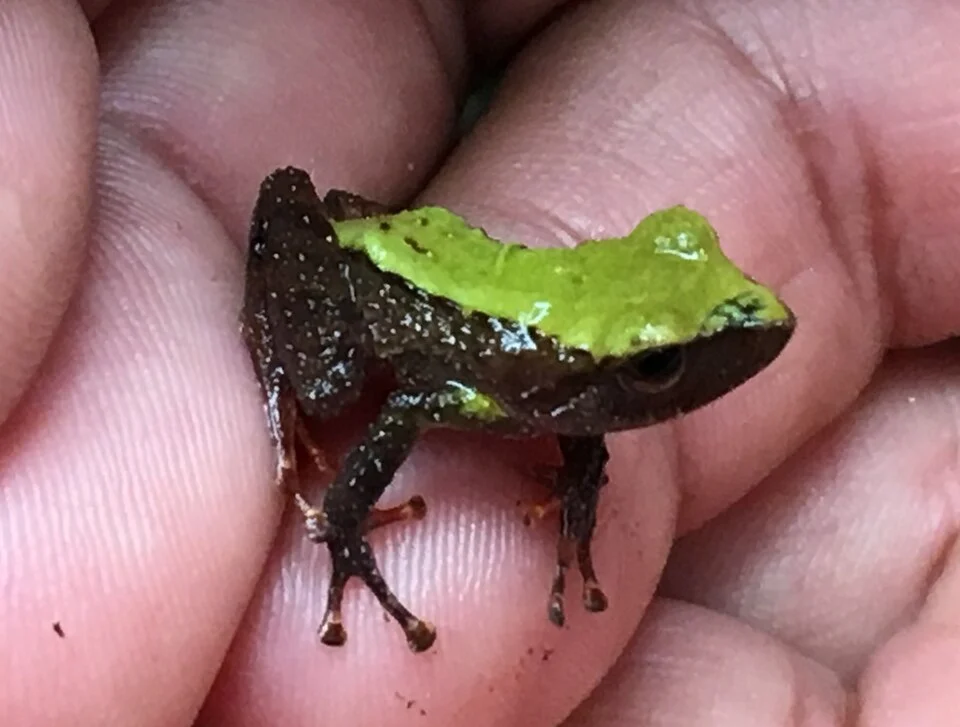 Pristimantis acerus