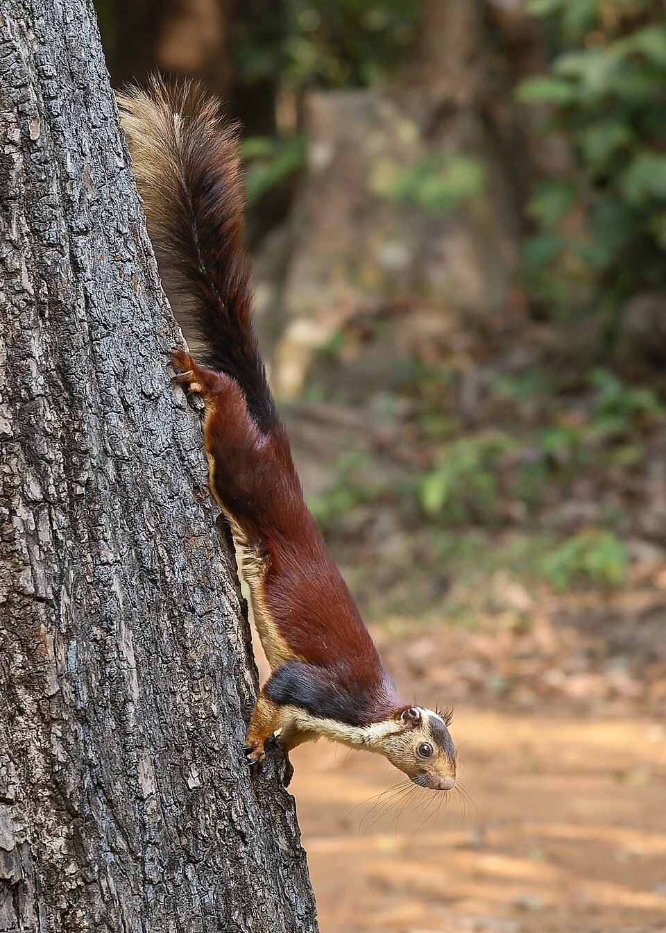 Indian giant squirre (Ratufa indica, Sciuridae, Rodentia) in Kuldiha Wildlife Sanctuary, Odisha, India.