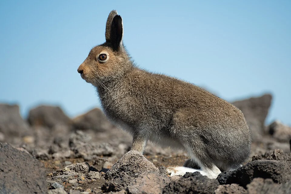 Lepus timidus, Елизовский р-н, Камчатский край, Россия, 2020-08-07 (iNaturalist).