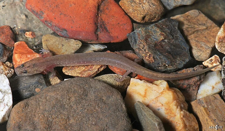 Ouachita Streambed Salamander (Eurycea subfluvicola)