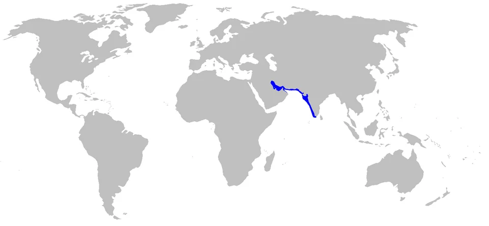 Distribution map for Chiloscyllium arabicum