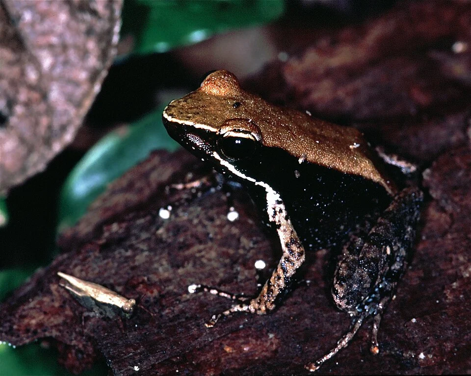 Nosy Mangabe, MADAGASCAR
Scanned Slide from 2004