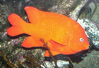 Photo of Hypsypops rubicundus (garibaldi) at the Birch Aquarium in San Diego