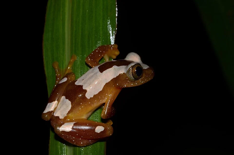 Foulassi Banana Frog (Afrixalus paradorsalis). Species of amphibian.