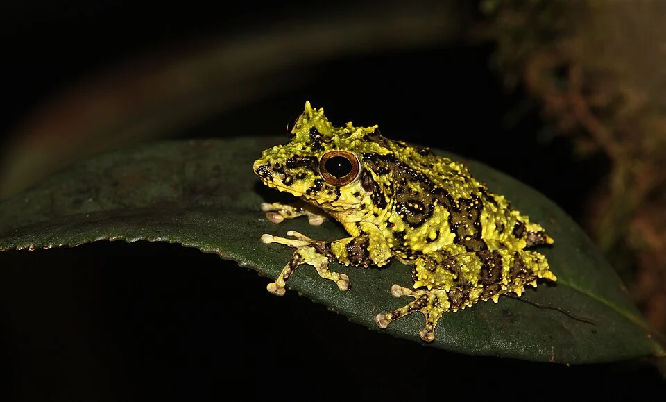Pseudophilautus schmarda is a species of frog in the family Rhacophoridae. It is endemic to Sri Lanka.