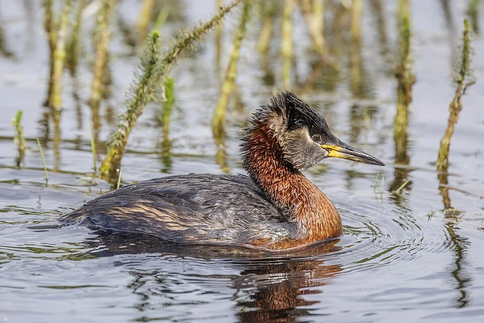 Red-necked grebe (Podiceps grisegena grisegena) breeding adult in breeding plumage, Grønjordssøen, Copenhagen, Denmark