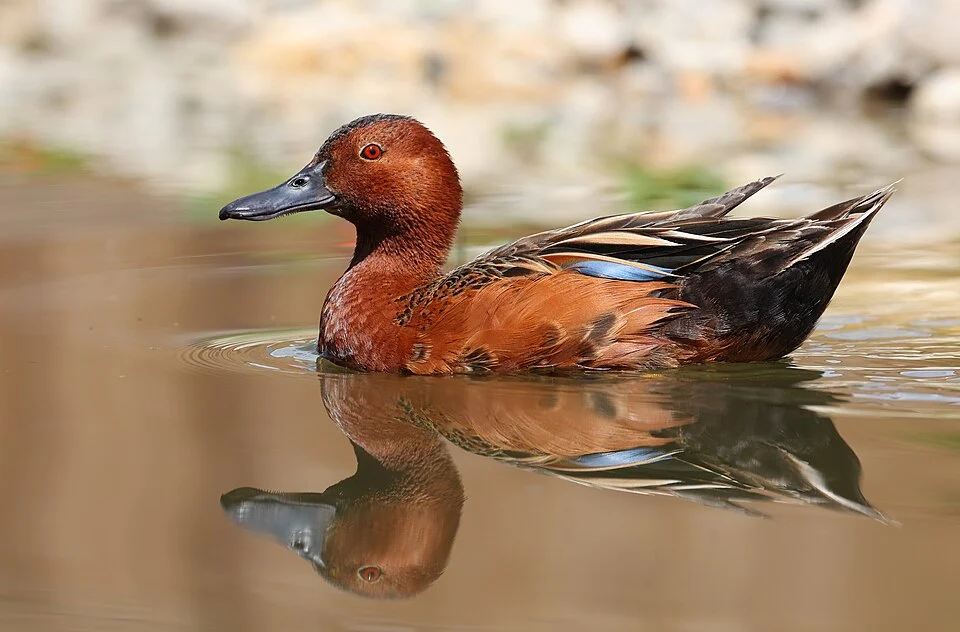 Cinnamon teal (Spatula cyanoptera), Parrot World (Crécy-la-Chapelle-77-France.)