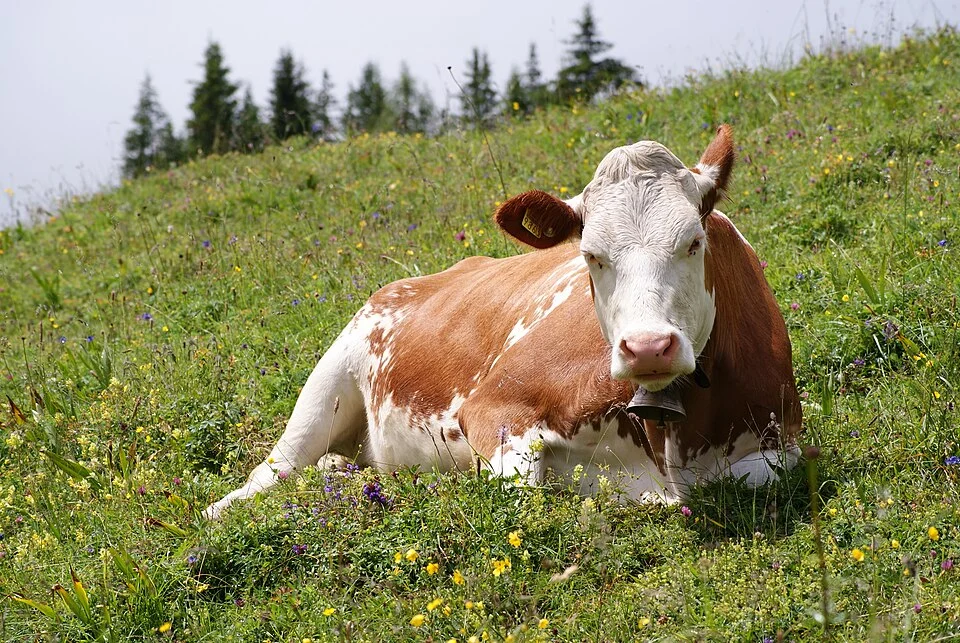 A dual breed (beef and milk) cow near Oeschinen Lake, Switzerland at an altitude of 1575 m. The breed is most likely Swiss Fleckvieh, alternatively Simmentaler-Fleckvieh or another dual breed, cf. this enquiry at the Wikipedia help desk.