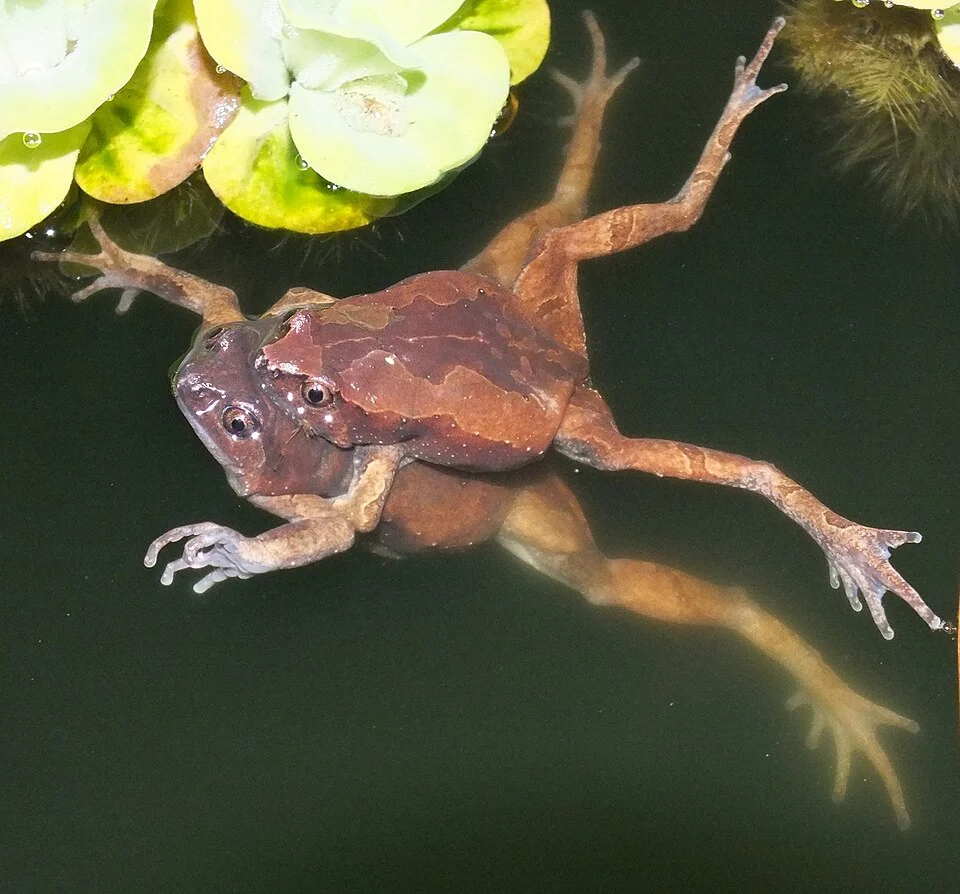 Luzon Narrow-Mouthed Frogs ((Kaloula rigida) in amplexus