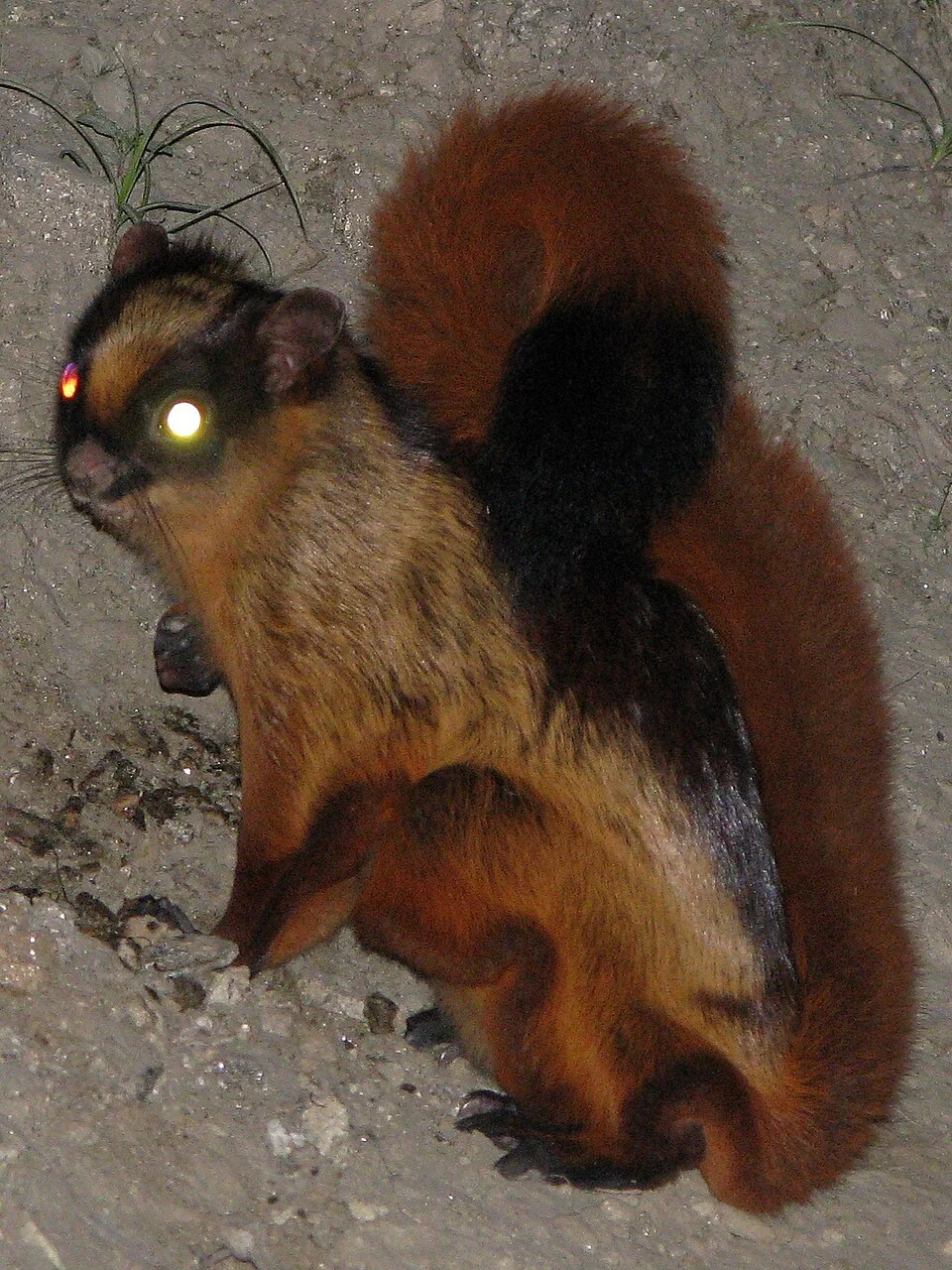 Bhutan giant flying squirrel (Petaurista nobilis) in Sikkim, India