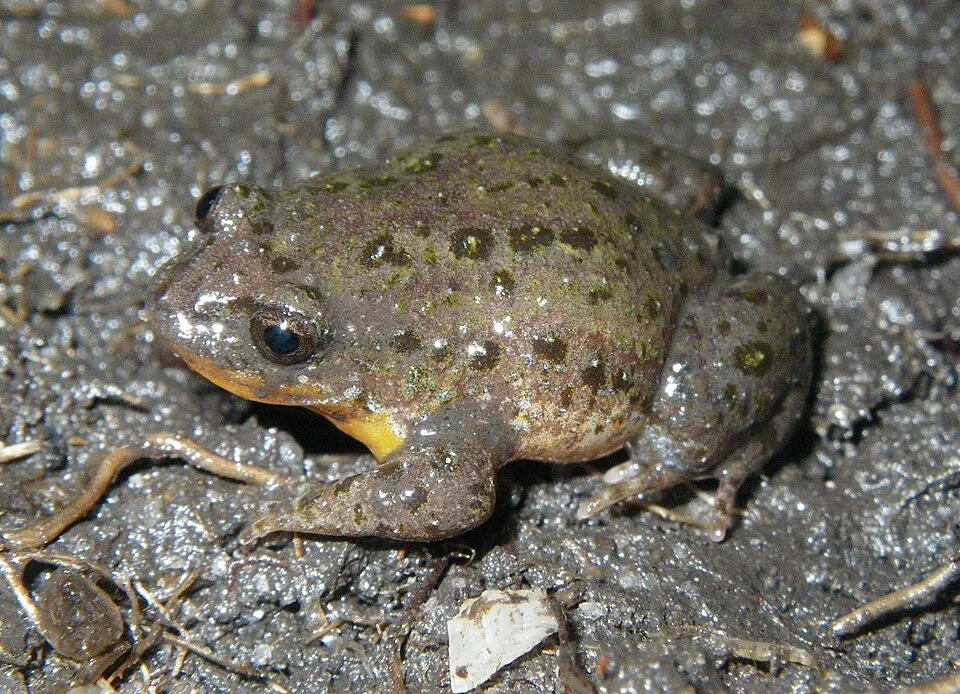 Anstisia vitellina from Witchcliffe, Western Australia