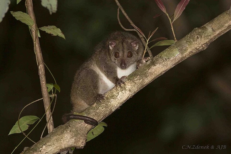 A juvenile Southern Brown Cuscus in the rainforest of Lockhart River, Cape York Peninsula. © CNZdenek & AJBurnett