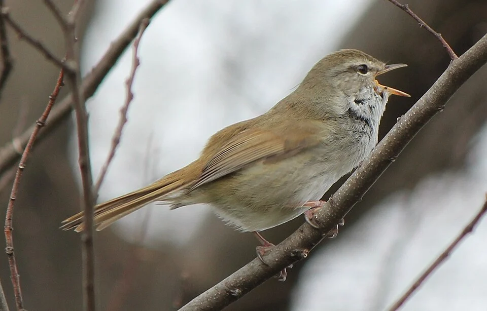 Cettia diphone cantans (Japanese Bush Warbler) crying, male in Aichi prefecture, Japan.