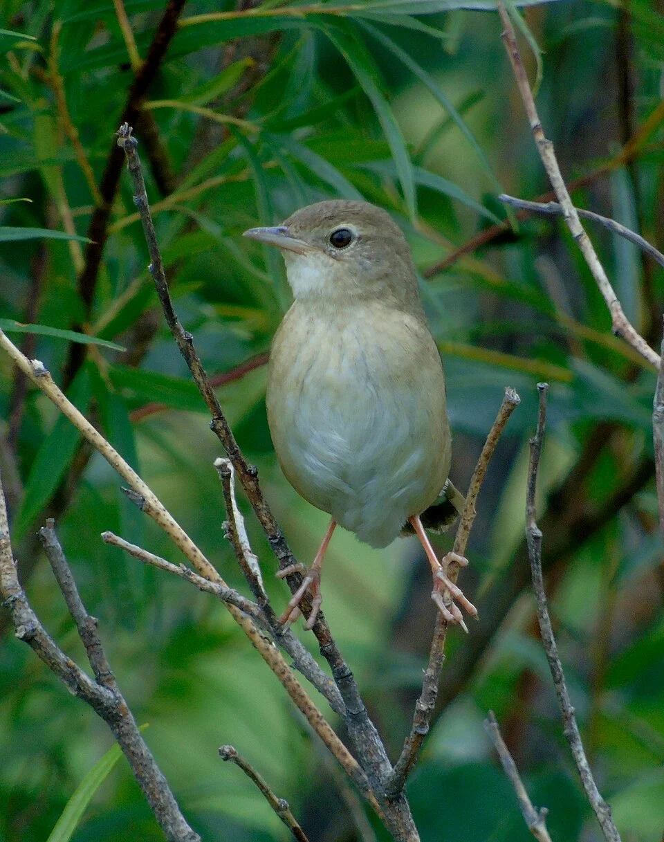 Locustella tacsanowskia seen in Zabaykalsky Krai, Russia