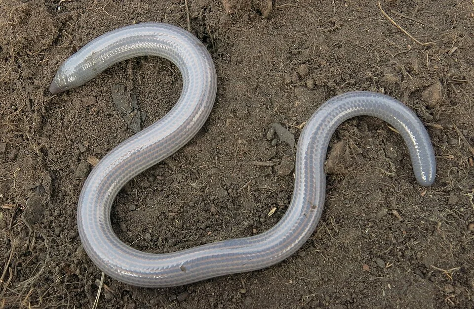 Photo of Woodbush Legless Skink uploaded from iNaturalist.