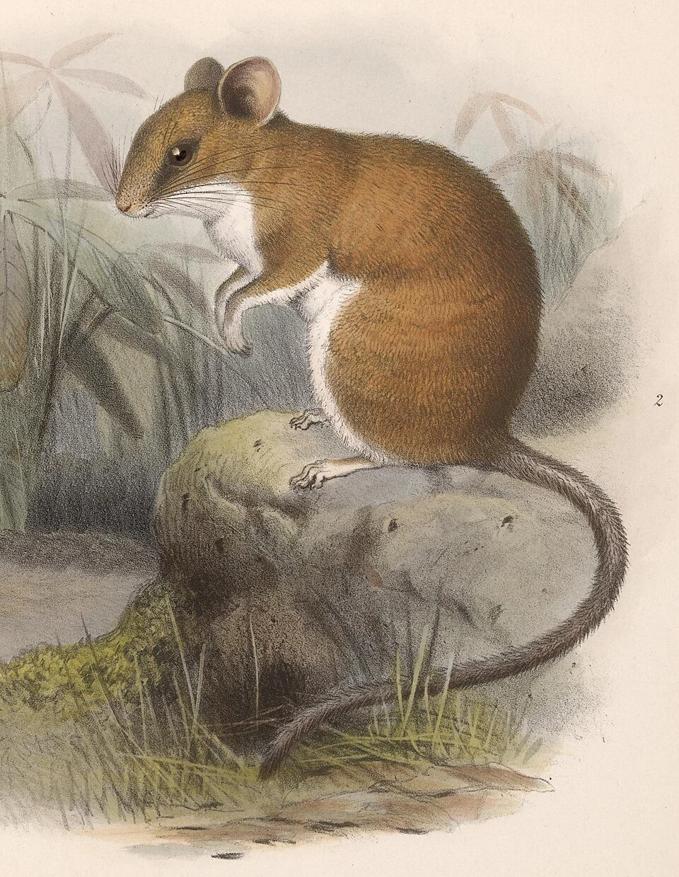 en:Sumichrast's vesper rat (Nyctomys sumichrasti)