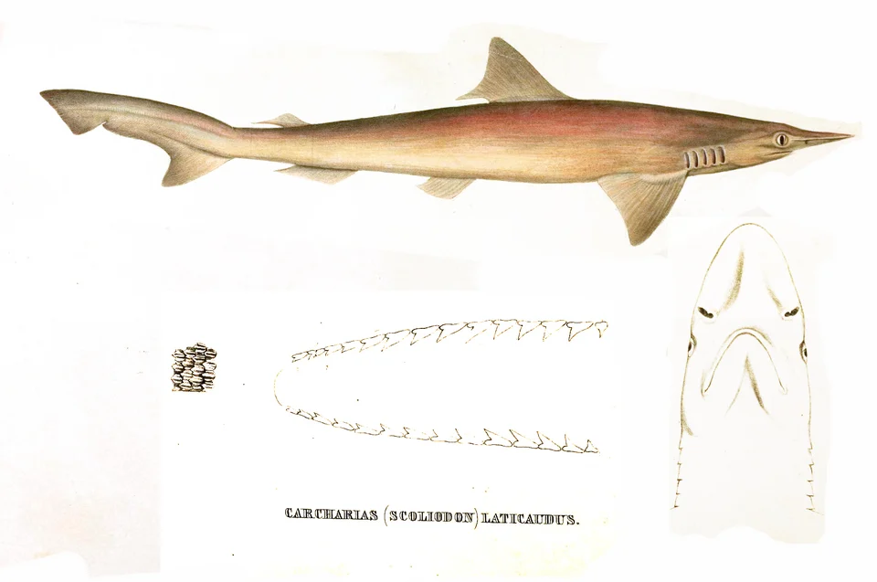 Carcharias laticaudus (=Scoliodon laticaudus)