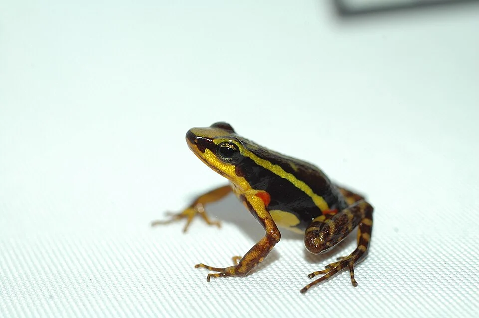 Epipedobates tricolor from central Ecuador collected while doing taxonomic fieldwork.