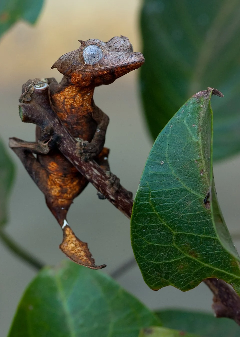 Uroplatus ebenaui, a leaf tailed gecko from Madagascar.