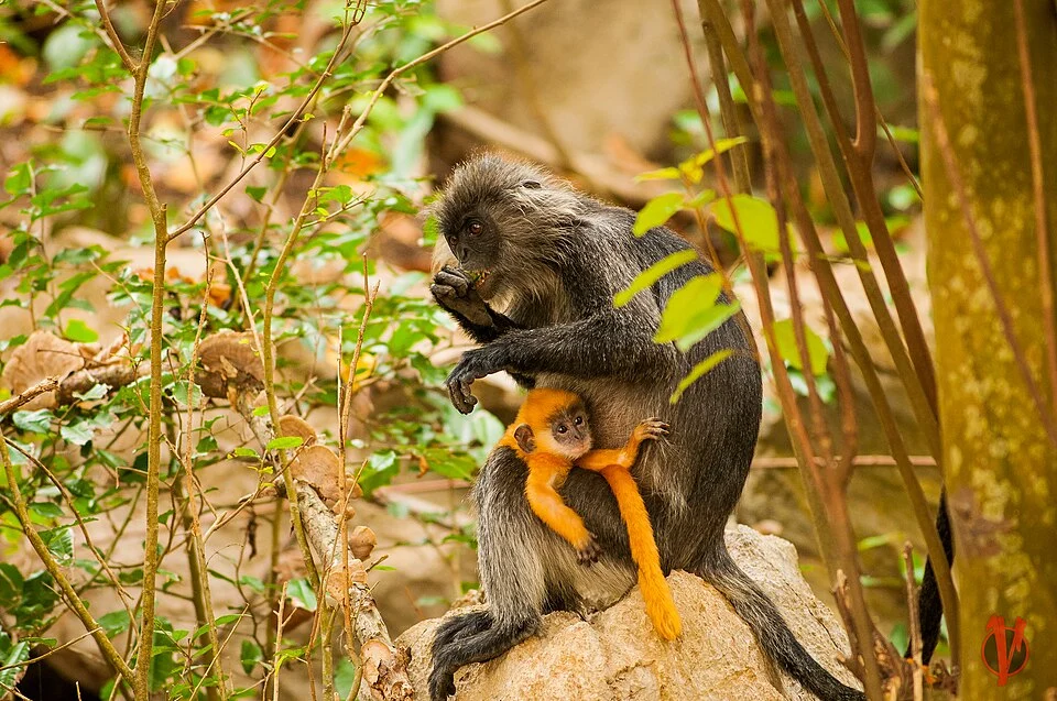 Indochinese Lutung (Trachypithecus germaini)
