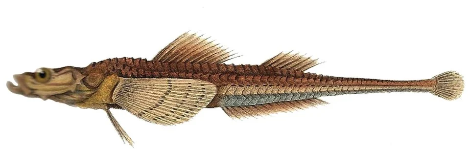 Brachyopsis segaliensis