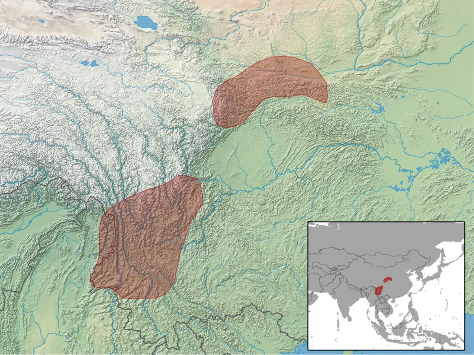 geographic distribution of Vernaya fulva