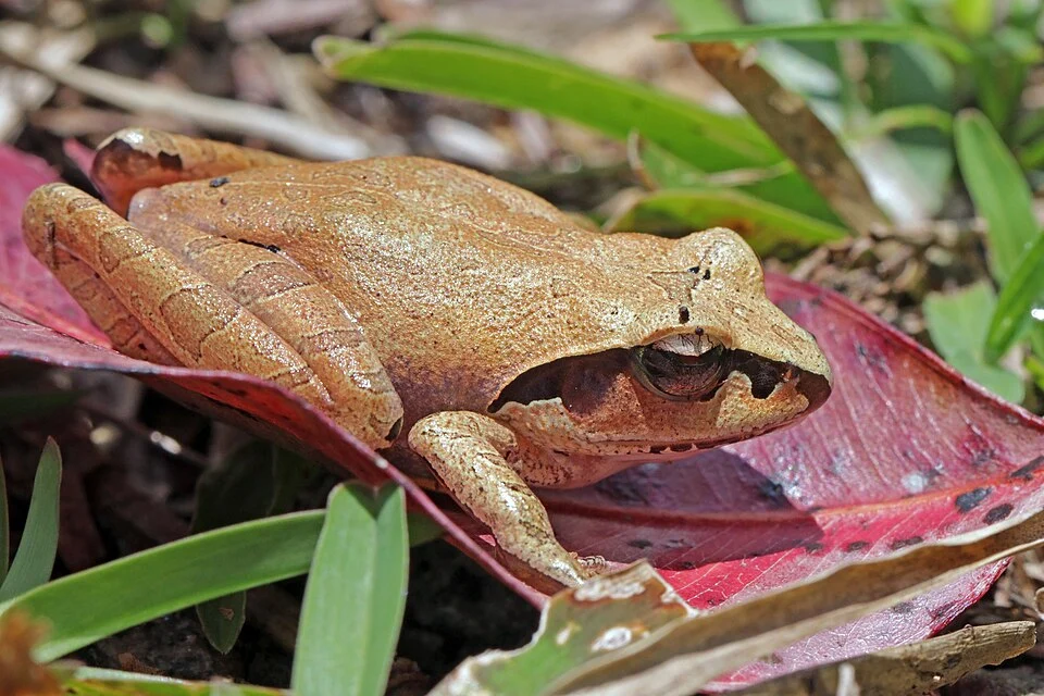 Madagascar jumping frog (Aglyptodactylus madagascariensis) Ranomafana National Park, Madagascar