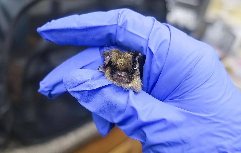 A rescued Arizona myotis in human care at Grand Canyon Deer Farm.