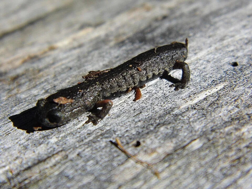 Pseudoeurycea cochranae