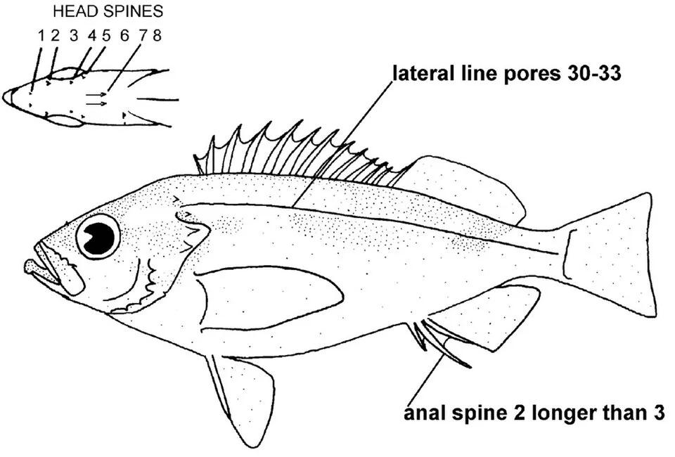 Dwarf-red rockfish (Sebastes rufinanus)