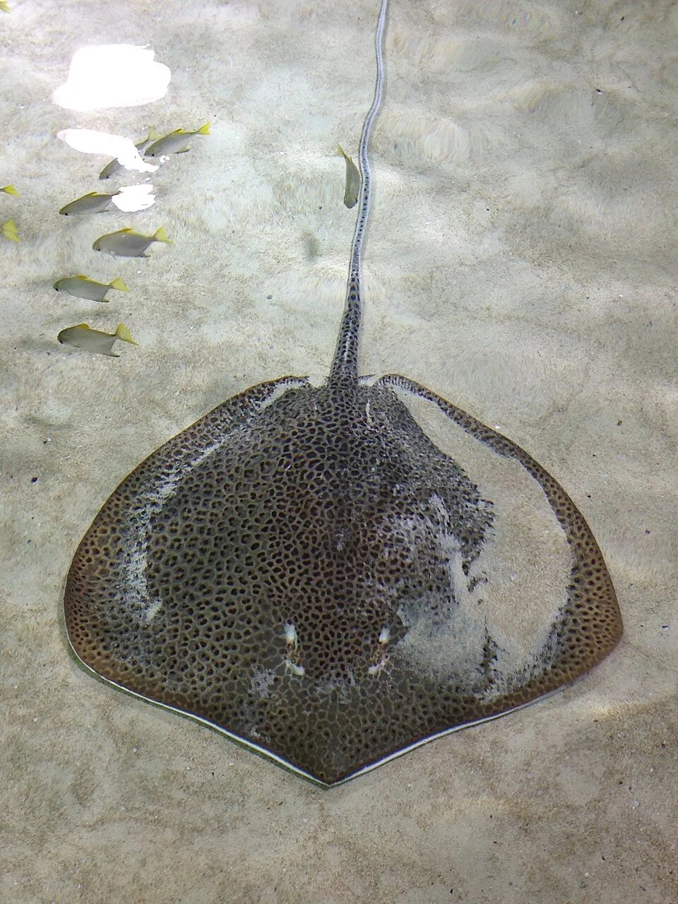 A fine-spotted leopard whipray (Himantura tutul) at the California Academy of Sciences' Philippine Mangrove Lagoon exhibit.