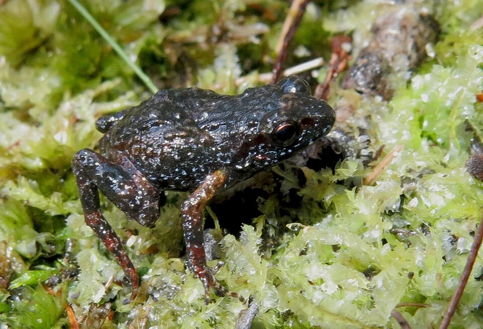 Photo of Drewes' moss frog uploaded from iNaturalist.