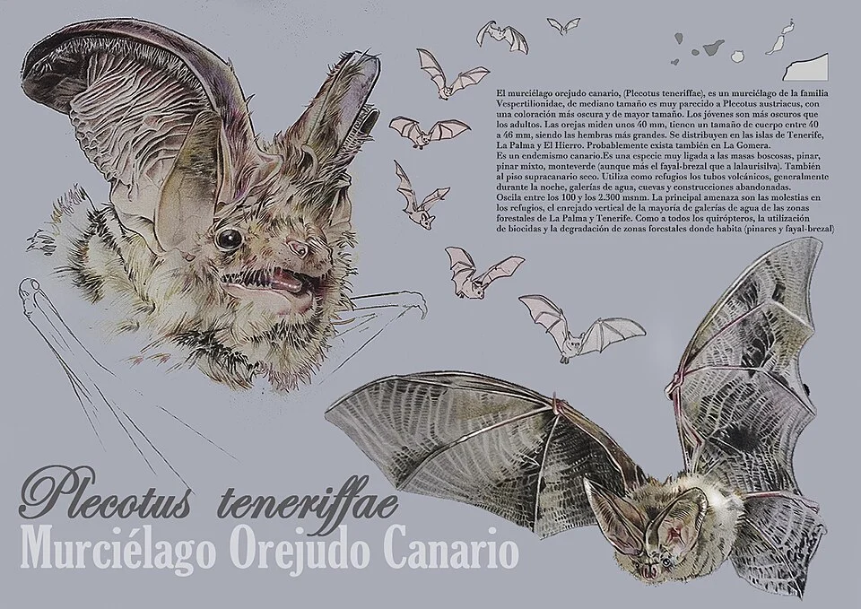 El murciélago orejudo canario, (Plecotus teneriffae), es un murciélago de la familia Vespertilionidae, de mediano tamaño es muy parecido a Plecotus austriacus, con una coloración más oscura y de mayor tamaño. Los jóvenes son más oscuros que los adultos. Las orejas miden unos 40 mm, tienen un tamaño de cuerpo entre 40 a 46 mm, siendo las hembras más grandes. Propio de las islas de Tenerife, La Palma y El Hierro. Probablemente exista también en La Gomera. Es un endemismo canario. Es una especie muy ligada a las masas boscosas, pinar, pinar mixto, monteverde (aunque más el fayal-brezal que a lala