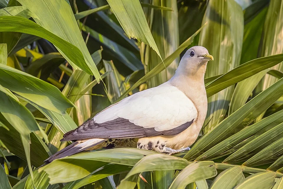 Torresian imperial-pigeon (Ducula spilorrhoa), George Brown Darwin Botanic Gardens, NT, Australia