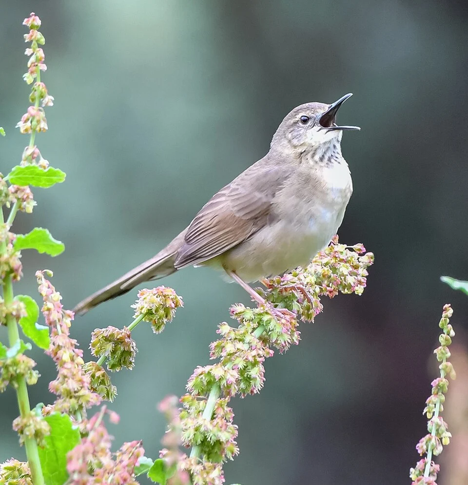 Long-billed Bush Warbler (Locustella major) captured at Naltar, Gilgit, Gilgit-Baltistan, Pakistan with Nikon D500 and 200-500mm f/5.6E ED VR.
For detailed information about Birds of Gilgit-Baltistan visit <a href="https://www.birdsofgilgit.com" rel="noreferrer nofollow">www.birdsofgilgit.com</a>