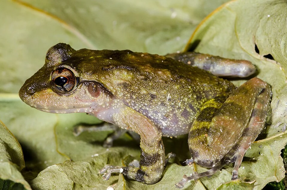 Adult Southern torrent frog (Arthroleptides yakusini) pictures in the Udzungwa Mountains in Tanzania