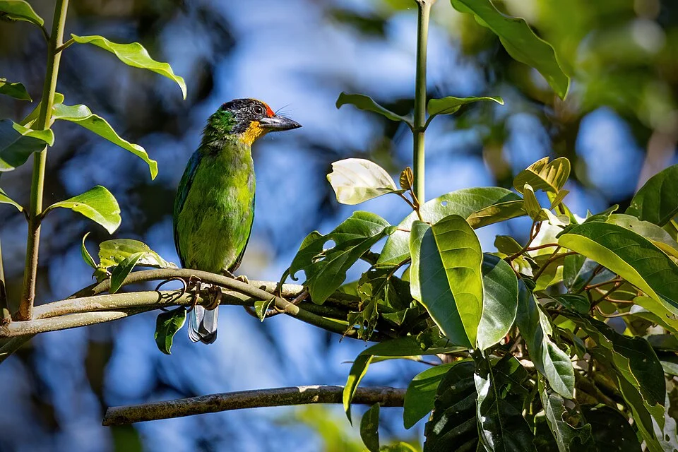 Necklaced Barbet, Dalat
