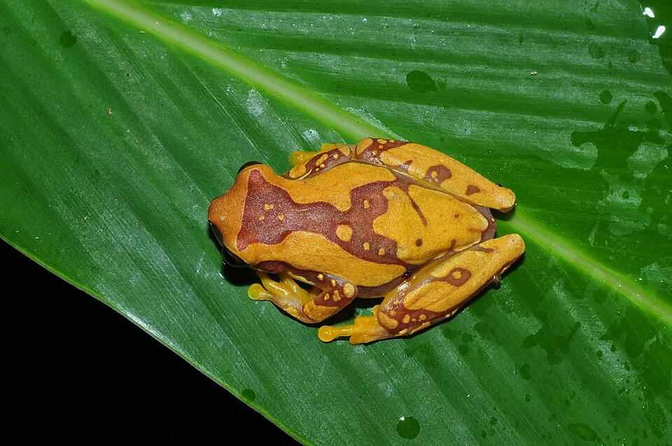 Hourglass treefrog or pantless treefrog (Dendropsophus ebraccatus)