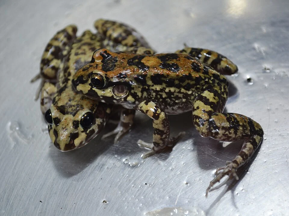 Leptodactlylus troglodytes; two examples caught in Piauí, north-eastern Brazil.