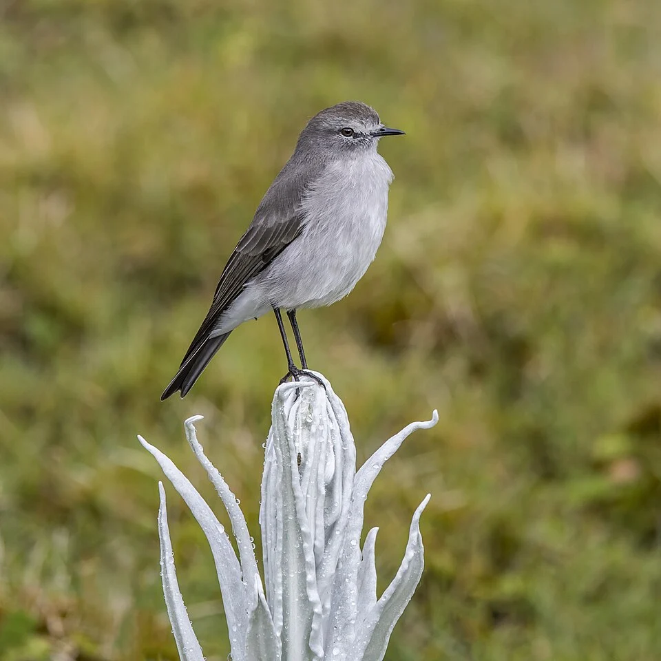 Plain-capped ground-tyrant (Muscisaxicola alpinus) on Senecio niveo-aureus Chingaza National Natural Park, Colombia