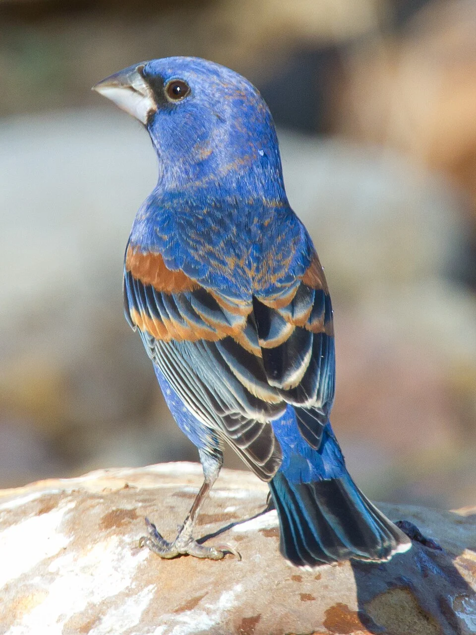 Blue Grosbeak Passerina caerulea, Freeport, Texas
