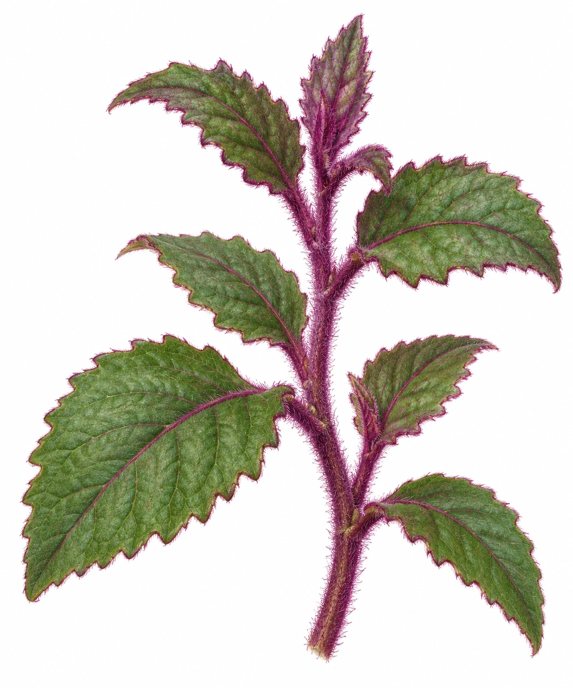 AI interpretation of Gynura aurantiaca.