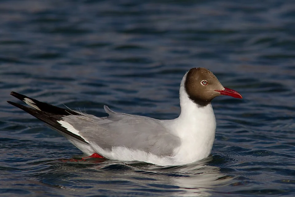 Brown-headed Gull in breeding plumage photographed at Lukung, Ladakh, India.