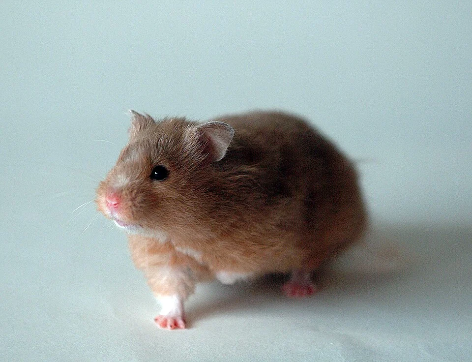 This photo shows a Golden Hamster (she is a rescued hamster called Vince), she is a great pet.
Photo was taken 19th April 2006 when Vince was approx 1 year old.
This photos is my own work.

Adamjennison111 21:51, 31 August 2006 (UTC)