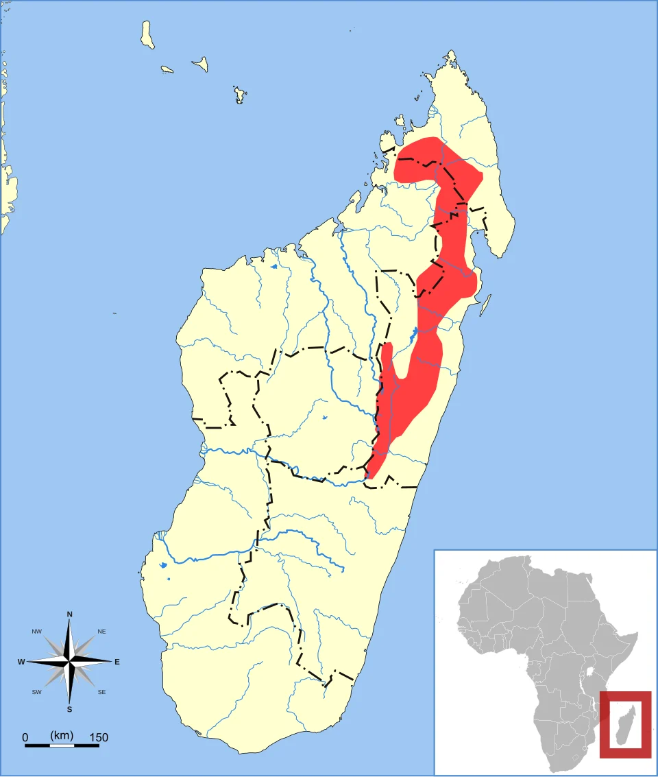 Grandidier's Tufted-tailed Rat (Eliurus grandidieri) range