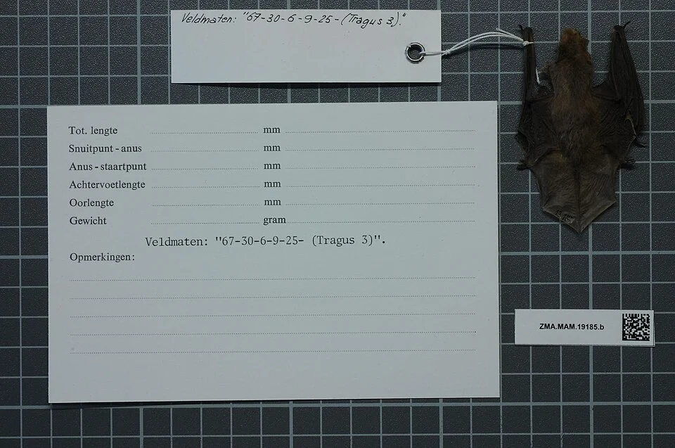 Neoromicia guineensis