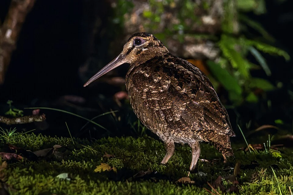 Amami woodcock on Amami Island, Kagoshima, Japan